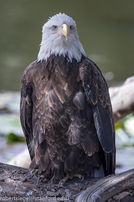 bald eagle